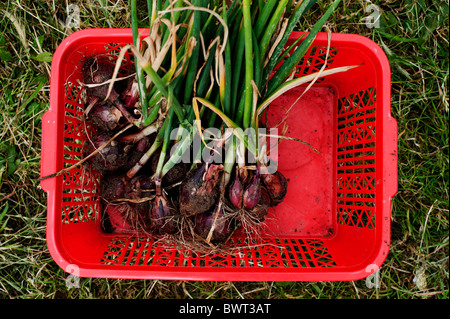 Appena scavato rosso o viola le cipolle in un rosso cesto in plastica su un organico di Cambridgeshire riparto. Foto Stock