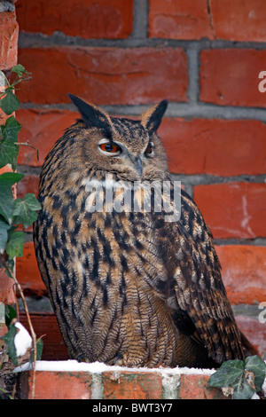 Eurasian Eagle-Owl (Bubo bubo) Gufo Reale seduti in un'alcova Foto Stock