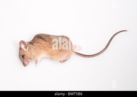 Casa morta mouse, Mus musculus; intaglio con sfondo bianco Foto Stock