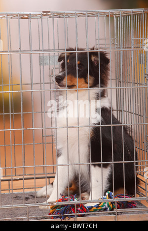 Sheltie, cucciolo, di 4 mesi e mezzo, in gabbia / Shetland Sheepdog, kennel Foto Stock