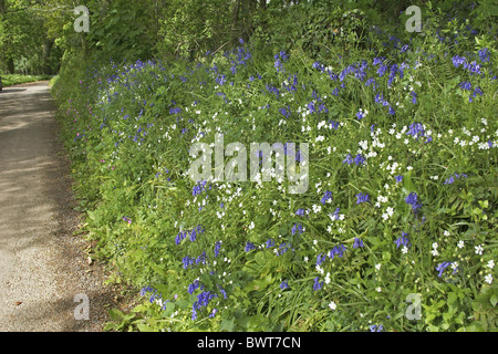 Antica banca e siepe con Bluebell (Endimione non scriptus) e maggiore Stitchwort (Stellaria holostea), Devon, Inghilterra, Foto Stock