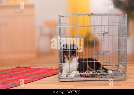 Sheltie, cucciolo, di 4 mesi e mezzo, in gabbia / Shetland Sheepdog, kennel Foto Stock