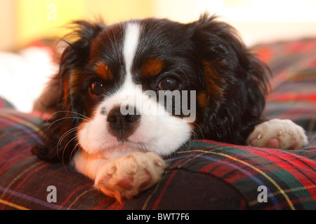 Cavalier King Charles Spaniel, cucciolo, tricolore, 13 settimane Foto Stock