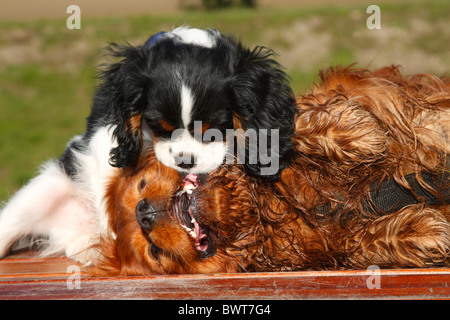 Cavalier King Charles Spaniel, Ruby e cucciolo, tricolore, 13 settimane Foto Stock