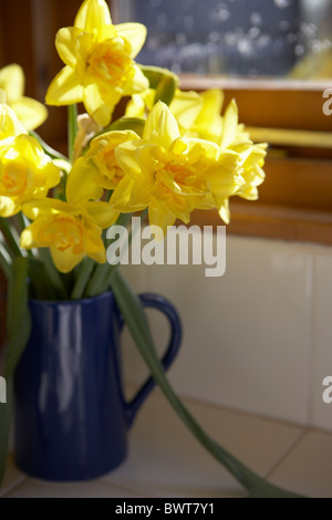 Vaso di narcisi in caraffa blu sul davanzale Foto Stock