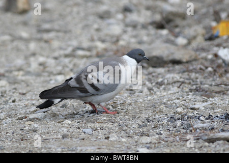 Il piccione di neve (Columba leuconota) maschio adulto, passeggiate, Arunachal Pradesh, India, dicembre Foto Stock