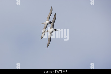 Luce-mantled fuligginosa Albatross (Diomedea palpebrata) Coppia adulta, in volo nuziale, Georgia del Sud Foto Stock