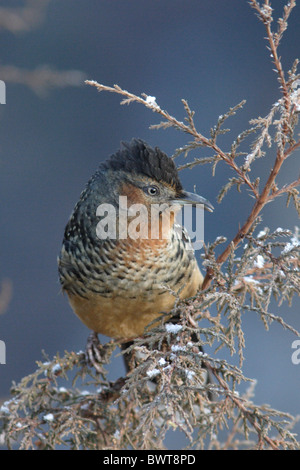 Laughingthrush gigante (Garrulax maximus) adulto, arroccato in conifere, Zhuo Ke tempio, vicino Maerkang, nella provincia di Sichuan, in Cina, novembre Foto Stock