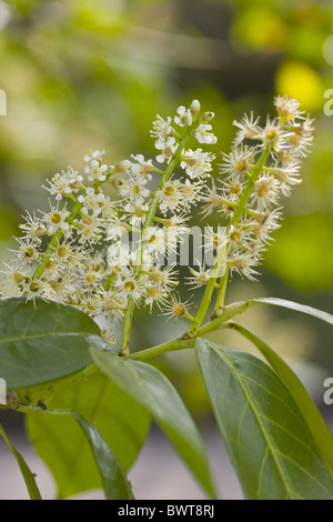 Asia Asian Cherry Laurel Cherry allori Chiudi Chiudi fino Eurasia Eurasian Europa Unione Evergreen sempreverdi fogliame Foto Stock