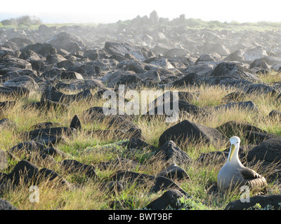 Albatro ondulata (Diomedea irrorata) adulto, seduta sul nido, in rock disseminata habitat, all'Isola Espanola, Isole Galapagos Foto Stock