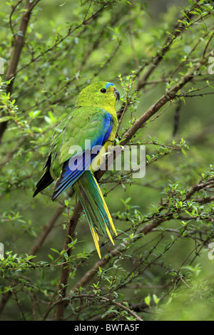 Arancio becco di pappagallo (Neophema chrysogaster) adulto, arroccato nella struttura ad albero, Australia Foto Stock