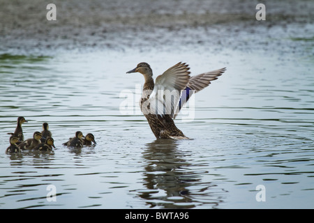 Il Germano Reale (ano platyrhynchos) e le ochette Foto Stock