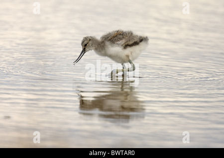 Eurasian avocetta (Recurvirostra avocetta) pulcino, alimentando in acqua, Cley paludi, Norfolk Wildlife Trust Reserve, Cley-next-Mare, Norfolk, Inghilterra Foto Stock