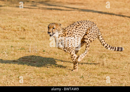 Foto di esecuzione di un ghepardo (Acinonyx jubatus). La foto è stata scattata presso il ghepardo DeWIldt santuario in Sud Africa. Foto Stock