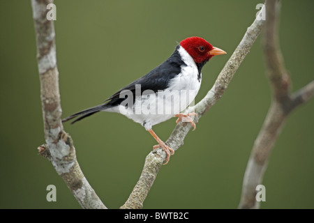 Giallo-fatturati cardinale (Paroaria capitata) maschio adulto, appollaiato su ramoscello, Pantanal, Mato Grosso, Brasile Foto Stock