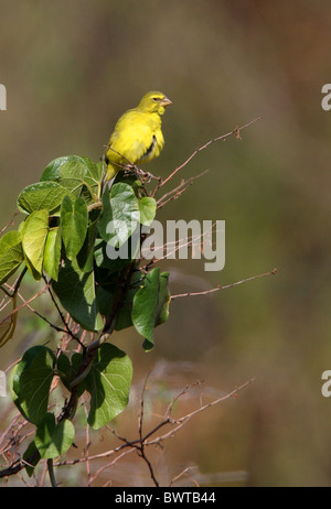 Brimstone Canary (Serinus sulfuratus sharpii) maschio adulto, arroccato nella boccola, Kenya, novembre Foto Stock