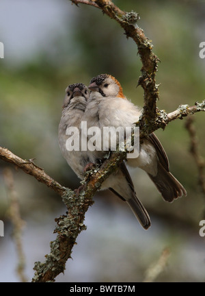 Diamante africano (Sporopipes frontalis emini) Coppia adulta, arroccato insieme sul ramo, Kenya, novembre Foto Stock