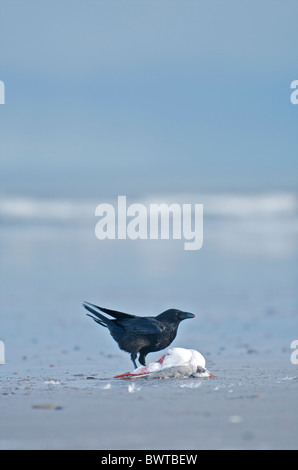 Un Carrion Crow (Corvus corone) alimenta dalla carcassa di un Nero intitolata gabbiano (Larus ridibundus) sulla spiaggia di Seahouses, REGNO UNITO Foto Stock