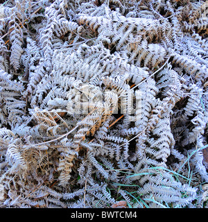 Felci catturati nella mattina frost Foto Stock