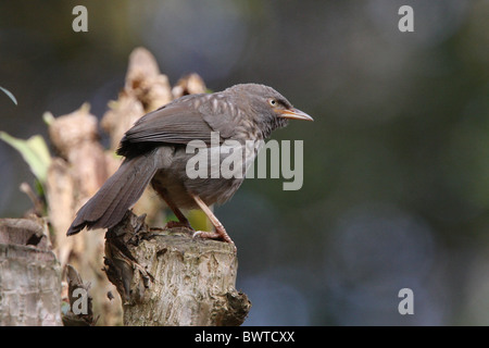 Jungle Babbler (Turdoides striatus) adulto, appollaiato sul moncone, del Periyar, Kerala, India, gennaio Foto Stock