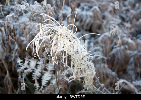 Felci catturati nella mattina frost Foto Stock