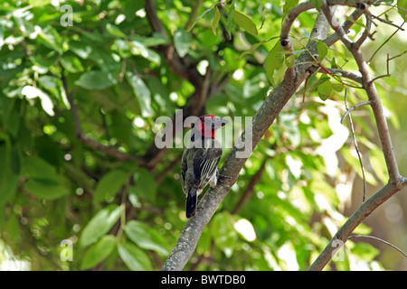 Nero-collare (Barbet Lybius torquatus) maschio adulto, appollaiato sul ramo, Kruger N.P., Sud Africa Foto Stock