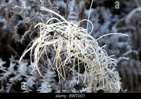 Felci catturati nella mattina frost Foto Stock
