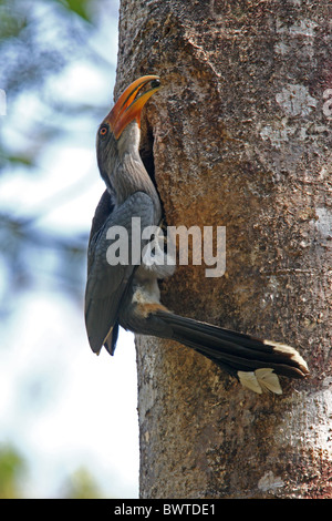 Malabar Hornbill grigio (Ocyceros griseus) maschio adulto, a nesthole, con frutta per nesting femmina, Kerala, India, febbraio Foto Stock