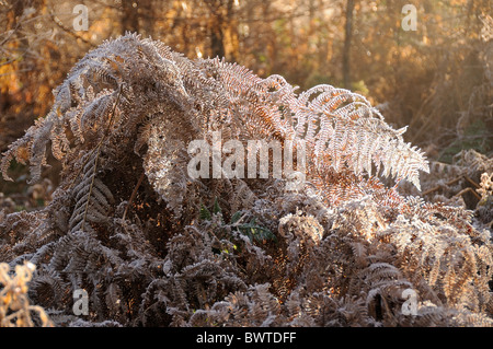 Felci catturati nella mattina frost Foto Stock