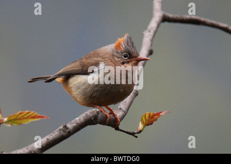 Rufous-sfiatato Yuhina (Yuhina occipitalis) adulto, appollaiato sul ramo, Jailigongshan, nella provincia dello Yunnan in Cina Foto Stock