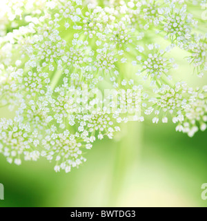 Splendida ammi sul verde Jane-Ann Butler JABP Fotografia894 Foto Stock