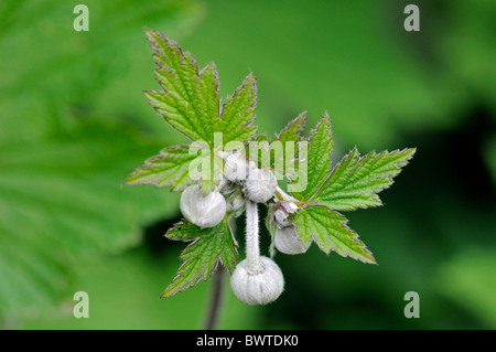 Close up giapponese boccioli di anemone Foto Stock