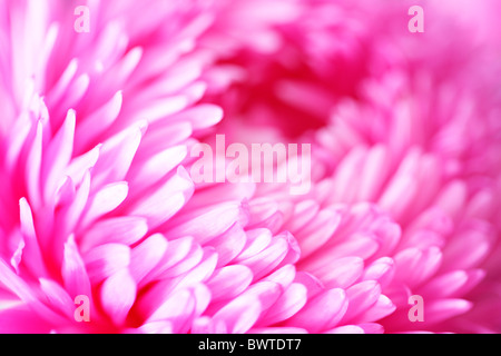 Bella rosa luminoso aster Jane-Ann Butler JABP Fotografia908 Foto Stock