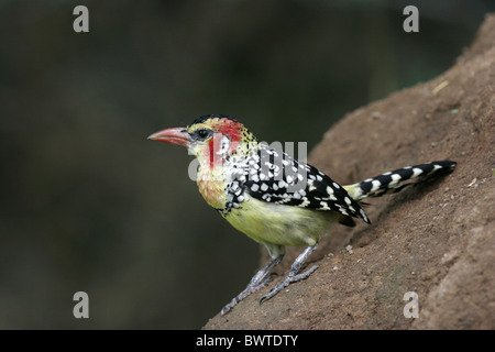 Rosso-Giallo (Barbet Trachyphonus erythocephalus) adulto, appollaiato su termite mound, Lake Baringo, Kenya Foto Stock