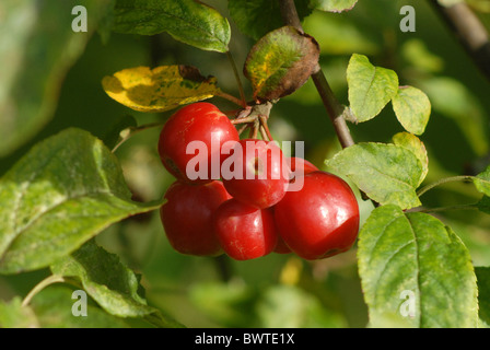 Crab Apple malus x robusta sentinella rossa frutta rossa mazzetto albero arbusto alberi arbusti piante di piante di mele apple rosacee caducifoglie Foto Stock