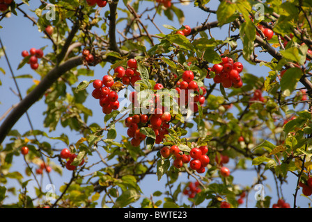 Crab Apple tree red sentinel malus x robusta frutta rossa albero arbusto alberi arbusti piante di piante di mele apple rosacee caducifoglie Foto Stock