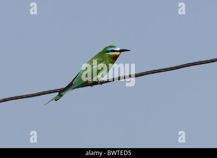 Blu-cheeked Bee-eater (Merops persicus persicus) adulto, appollaiato su powerline, lago Balkhash, Kazakistan, giugno Foto Stock