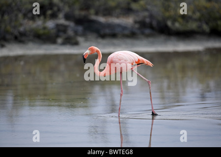 Caraibi Flamingo (Phoenicopterus ruber glyphorhynchus) adulto, guadare in acqua, isole Galapagos Foto Stock