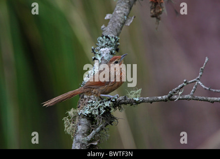 Avvistato-breasted Thornbird (Phacellodomus maculipectus) maschio adulto, appollaiato sul ramo, Jujuy, Argentina, gennaio Foto Stock