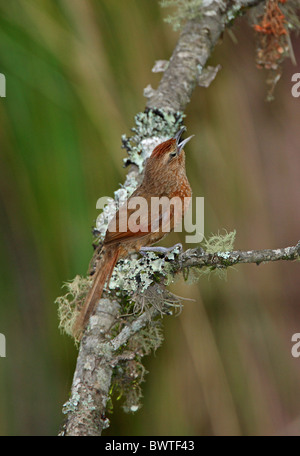 Avvistato-breasted Thornbird (Phacellodomus maculipectus) maschio adulto, cantando, appollaiato sul ramo, Jujuy, Argentina, gennaio Foto Stock