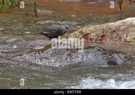 Rufous-throated bilanciere (Cinclus schulzi) adulti, a caccia di roccia di fiume, Jujuy, Argentina, gennaio Foto Stock