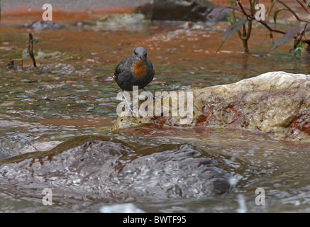 Rufous-throated bilanciere (Cinclus schulzi) adulti, a caccia di roccia di fiume, Jujuy, Argentina, gennaio Foto Stock