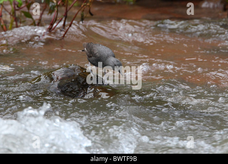 Rufous-throated bilanciere (Cinclus schulzi) adulti, a caccia di roccia di fiume, Jujuy, Argentina, gennaio Foto Stock