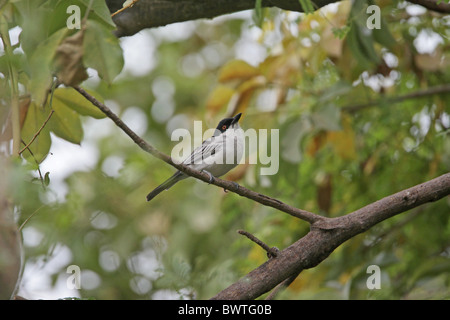 Northern Puffback (Dryoscopus gambensis) maschio adulto, appollaiato sul ramo, Gambia, dicembre Foto Stock