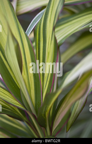 Asia Asian variegato Foglie di foglie di Kiwi Cordyline fruticosa piante vegetali fogliame vicino vicino giardino ornamentali tropicali Foto Stock