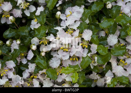 Arcipelago asia asian fiore fiorisce caraibi evergreen sempreverdi fiore fiori fioritura fogliame island isole foglie foglia Foto Stock