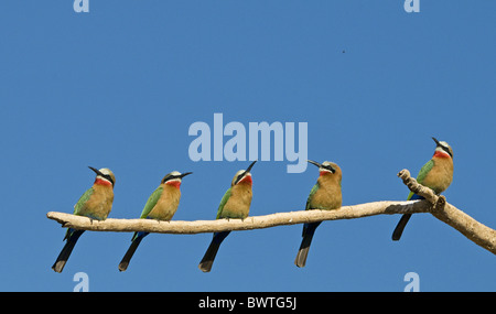 Bianco-fronteggiata Gruccione (Merops bullockoides) cinque adulti, guardando gli insetti fly pass, Riserva di Mashatu, Tuli Block, Botswana Foto Stock