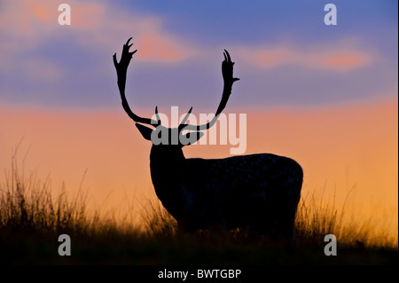 Gli animali adulti palchi atmosferica retroilluminato in autunno la gran bretagna buck drammatico Inghilterra inglese europa serata europea rientrano bagliore della foresta Foto Stock