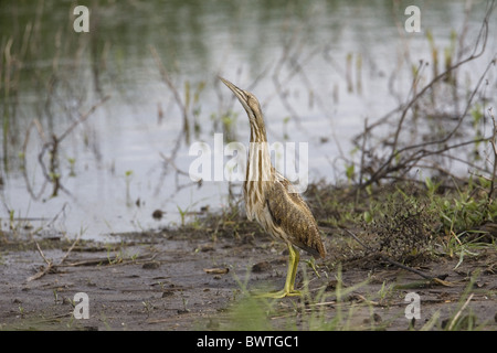 American Tarabuso (Botaurus lentiginosus) adulto, in piedi accanto a Slough, North Dakota, U.S.A., giugno Foto Stock