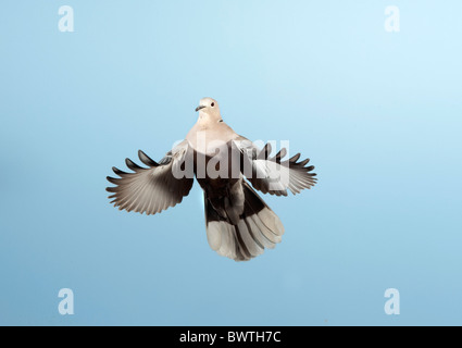 Colomba a collare Streptopelia decaocto REGNO UNITO Foto Stock